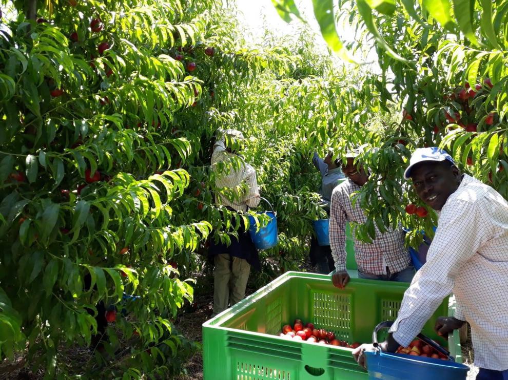 Preocupación en Fraga por los efectos que provoque el coronavirus en el sector agrícola ante la recolección de la fruta
