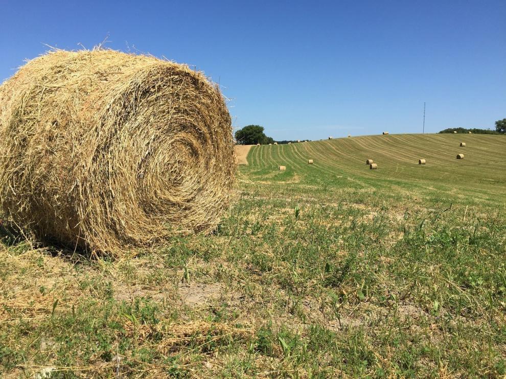 Los ojos que vigilan la codiciada alfalfa aragonesa