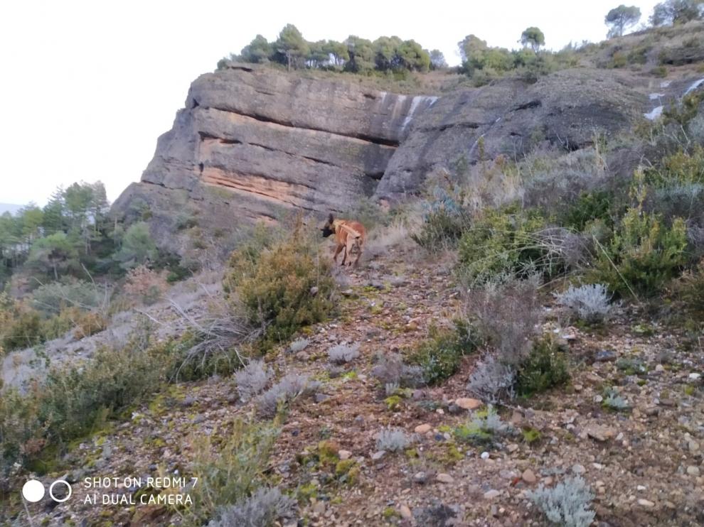 Buscan a un anciano de 92 años desaparecido en Graus