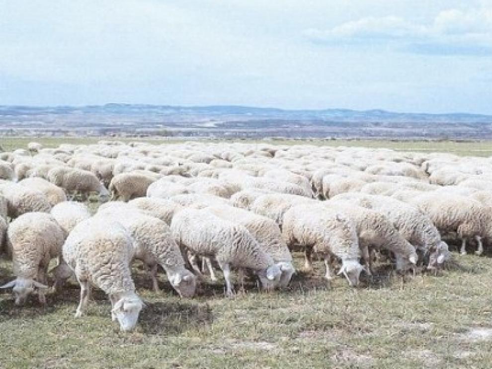 Identificada una tercera variante génica en la raza Rasa aragonesa asociada a la prolificidad