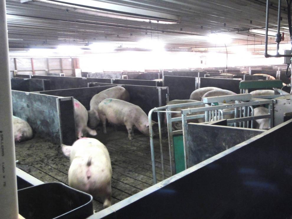 Huesca reúne más de la mitad del censo de porcino de Aragón, con 4,4 millones