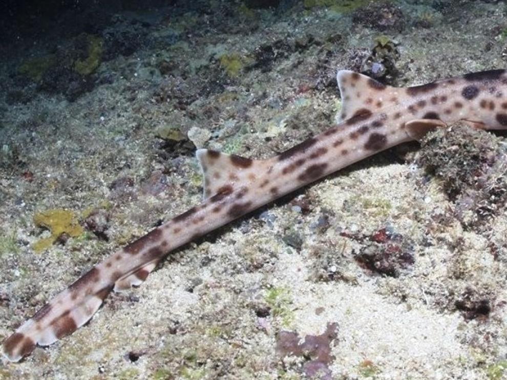 Descubren cuatro nuevas especies de tiburones caminantes