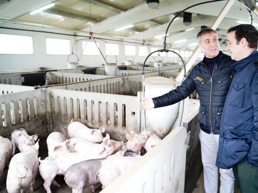 Domínguez: "El cuatripartito no puede seguir ahogando el presente y futuro del sector porcino en el Cinca Medio y La Litera"