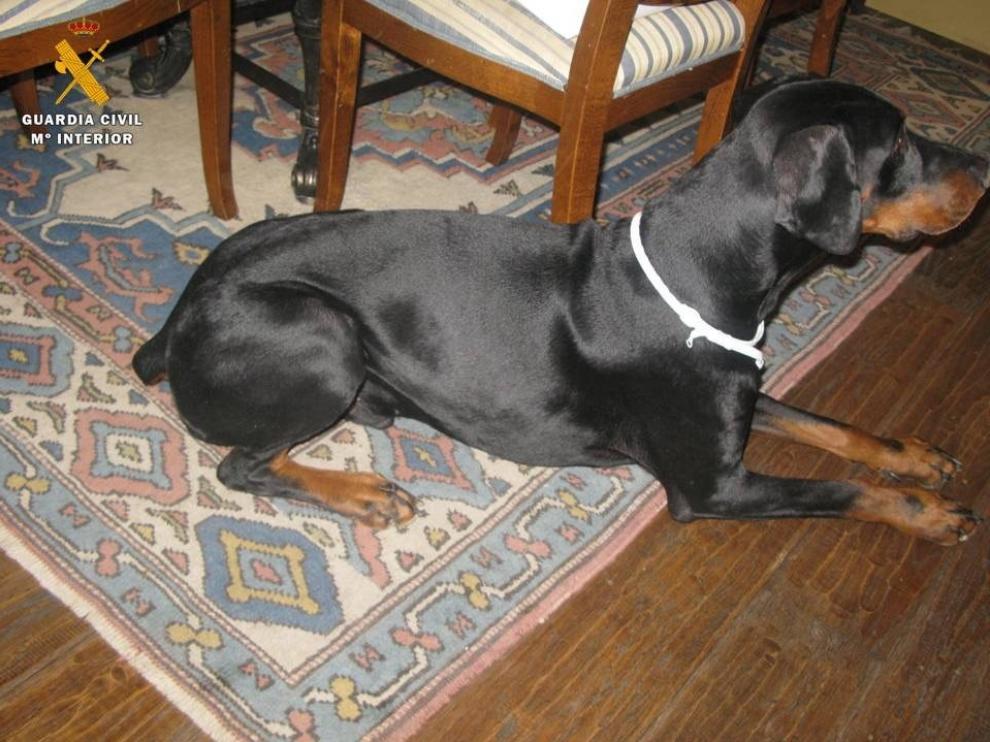 Seis investigados por cortar colas y orejas a Doberman con fines estéticos
