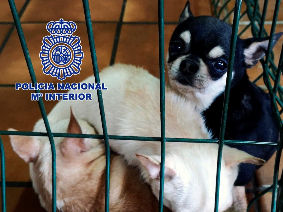 Detenido un hombre tras 30 años criando chihuahuas ilegalmente en un zulo