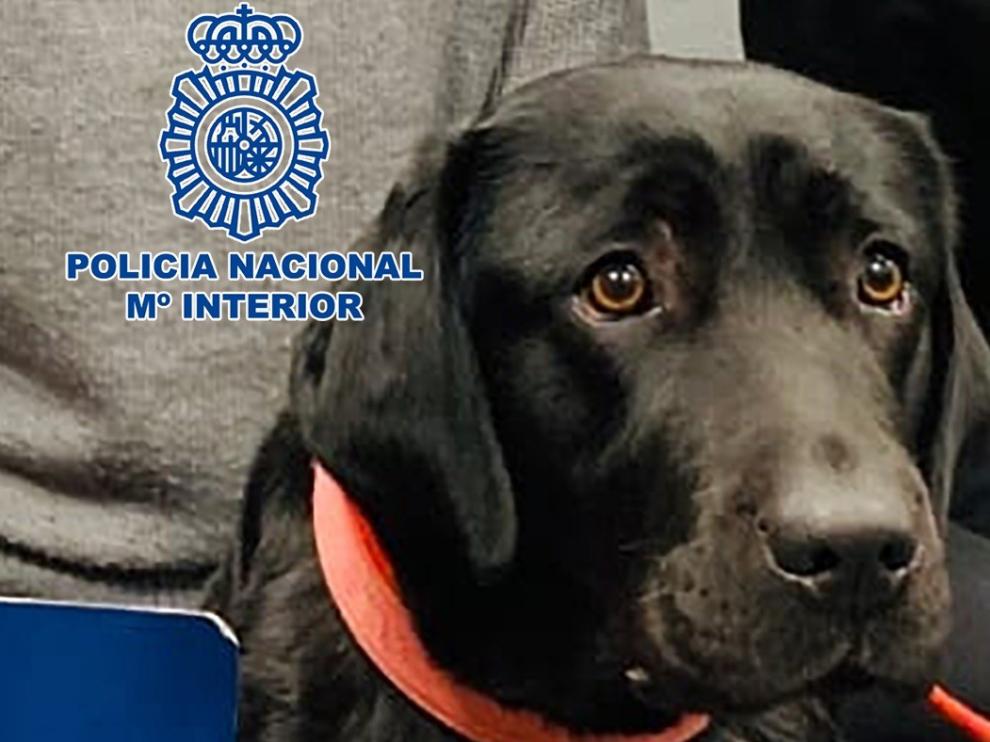 Rescatan a la perra 'Pocahontas' en la casa de su adiestrador, que había denunciado su robo