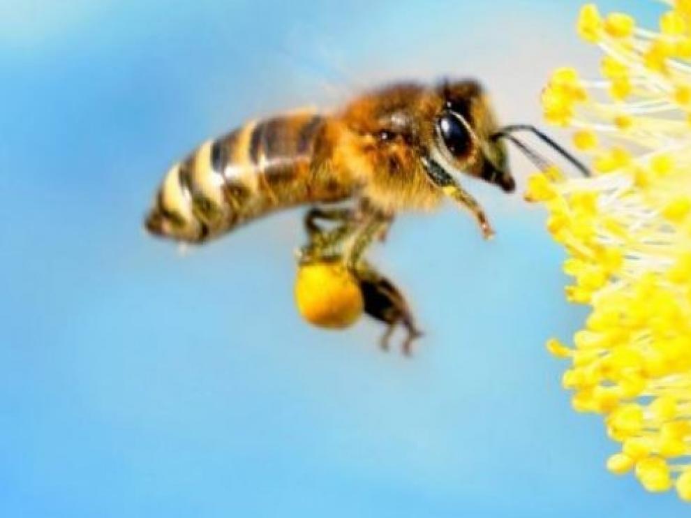 La polinización, más eficaz en las ciudades que en el campo