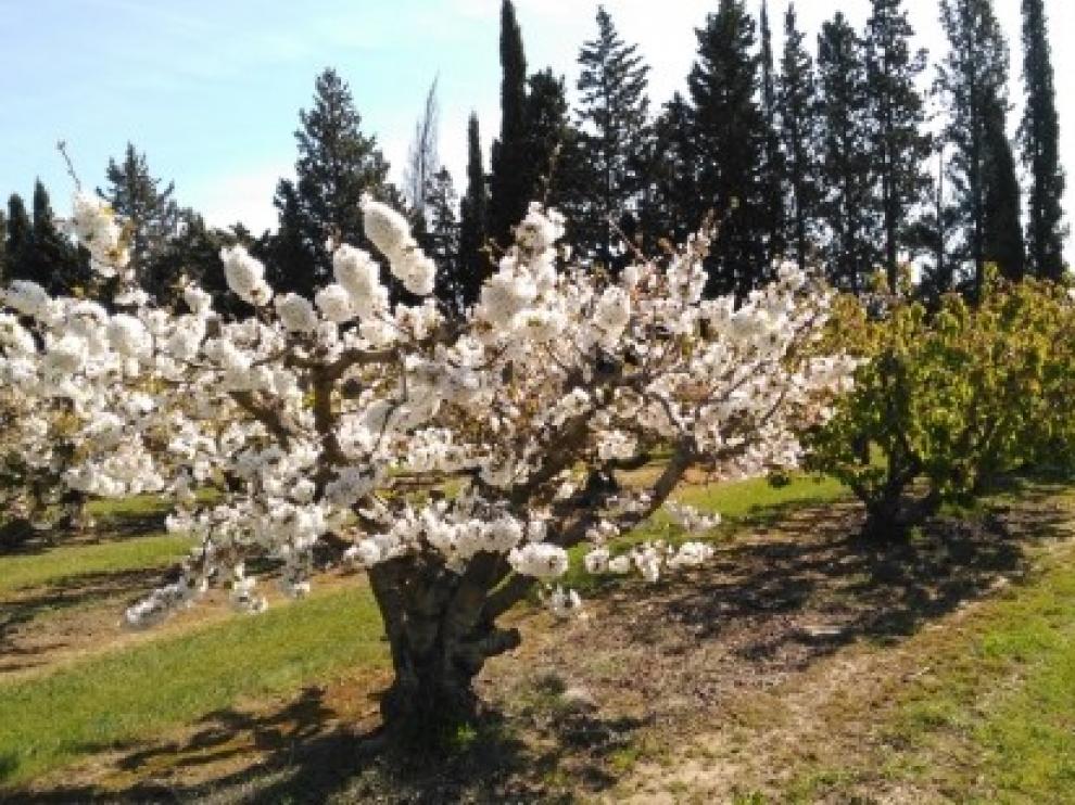 Identifican regiones y variantes del genoma de cerezo que ayudarán a adaptar su cultivo a zonas más cálidas