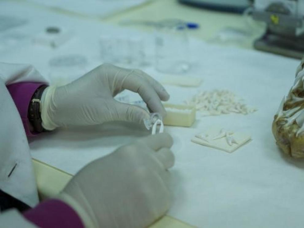 Biomaterial de dientes de tiburón para reconstruir los huesos