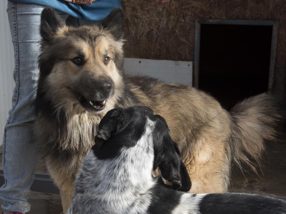 El nuevo centro de recogida de animales de la DPH podrá acoger hasta 70 perros