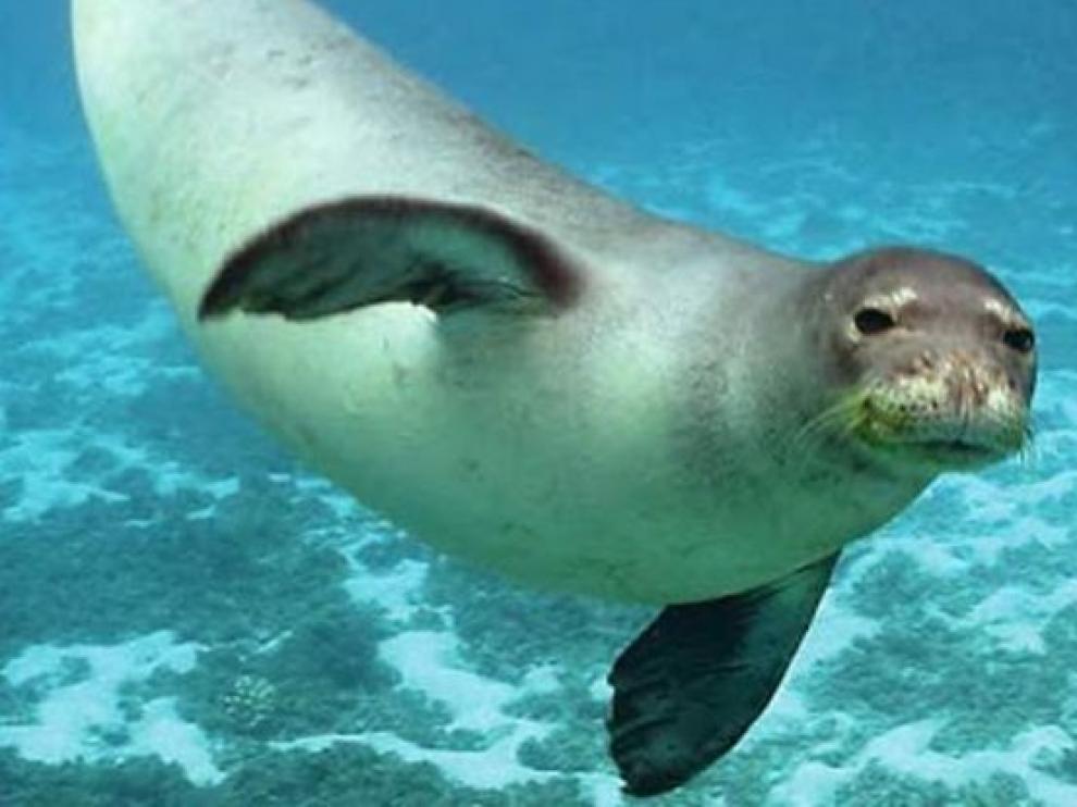 Las focas también aplauden bajo el agua para comunicarse