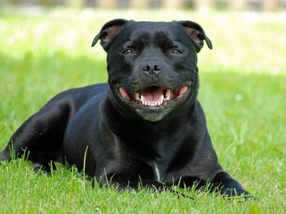 El ayuntamiento de Monzón recuerda la obligatoriedad de licencia para la tenencia de animales potencialmente peligrosos