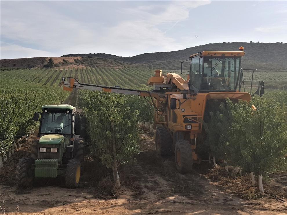 El cultivo en superintensivo en floración tardía supone una revolución