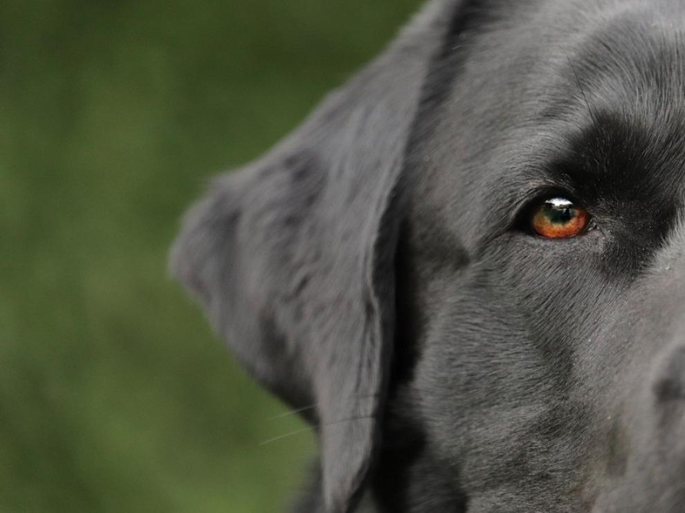 Los perros detectan tumores de próstata