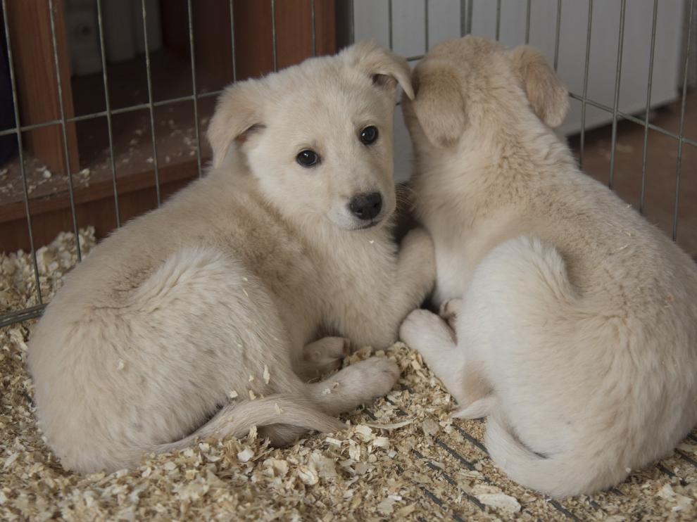 Más de 350 perros del centro de recogida de animales de la DPH encontraron un hogar en 2019