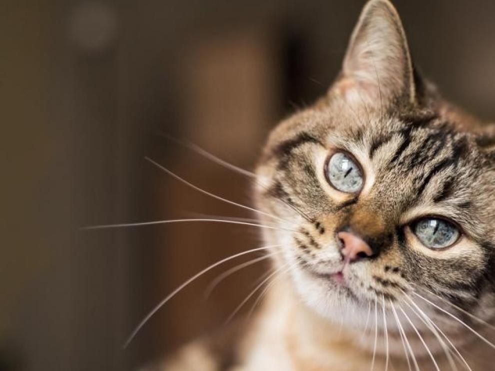 Descubren 130 gatos en un apartamento de Moscú