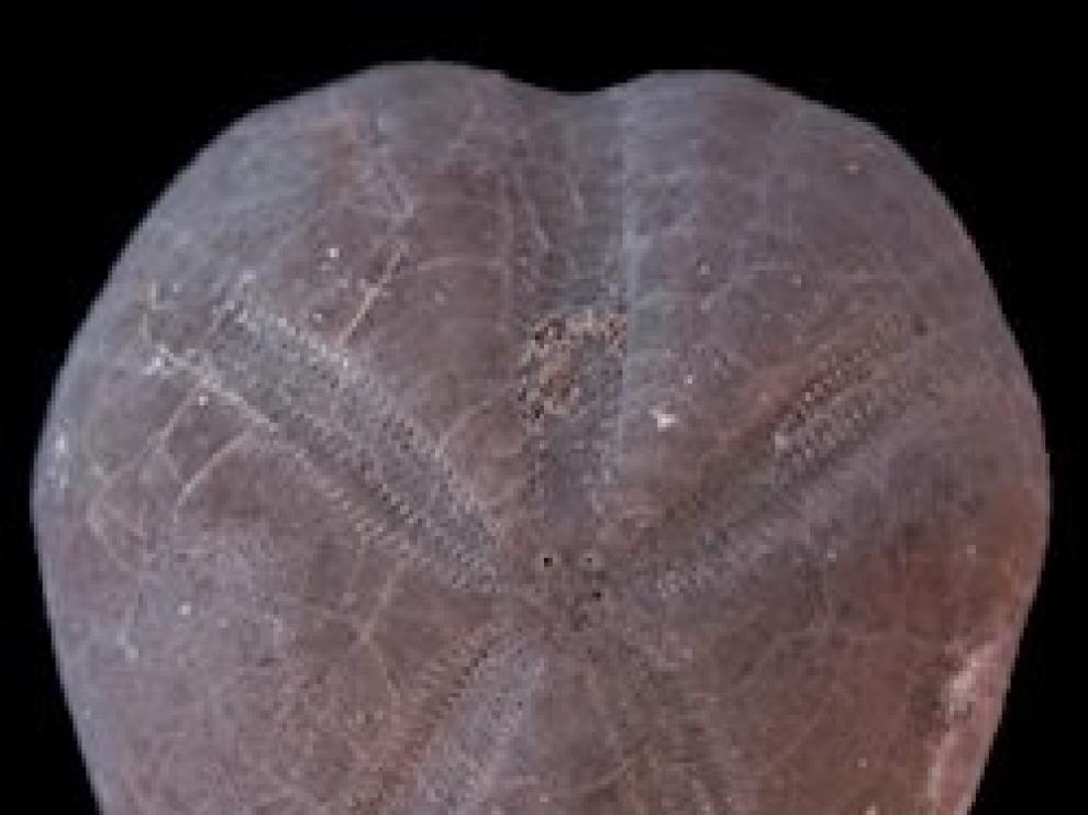 Identifican un nuevo tipo de erizo de mar en Teruel