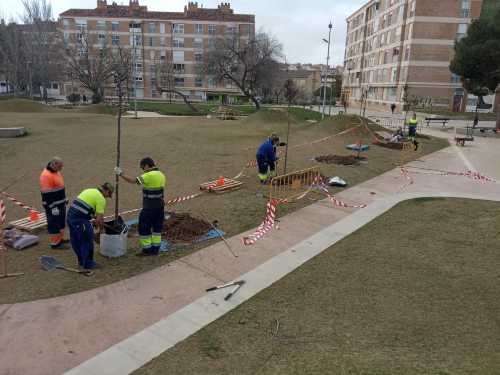 El Ayuntamiento de Huesca plantará 350 árboles en la ciudad