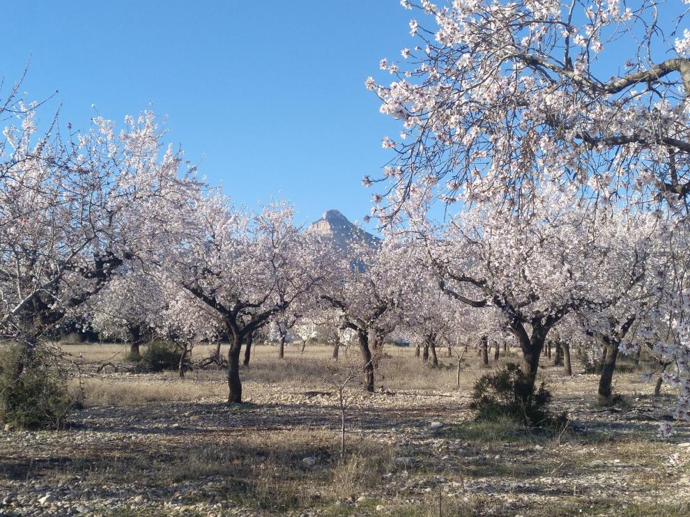 El almendro en flor en La Hoya