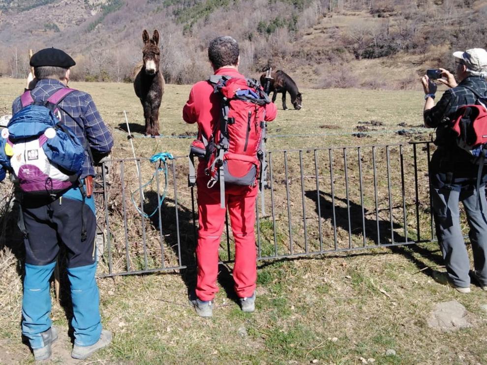 Un burro en Linás de Broto