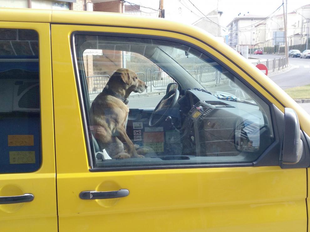 Un perro en una furgoneta