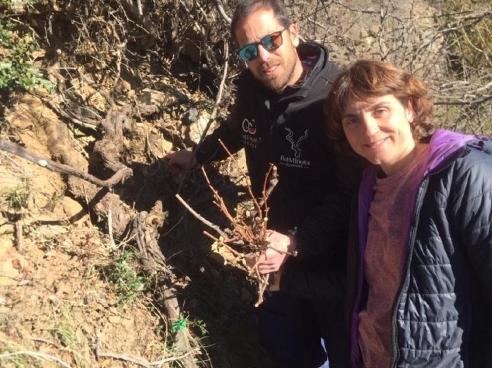 Bodegas Bal Minuta avanza en el estudio de las variedades de vid antiguas de Biescas