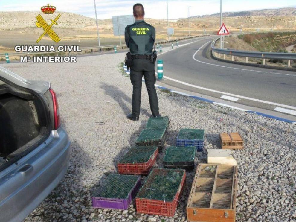 Investigados al hallar 195 pájaros en un coche