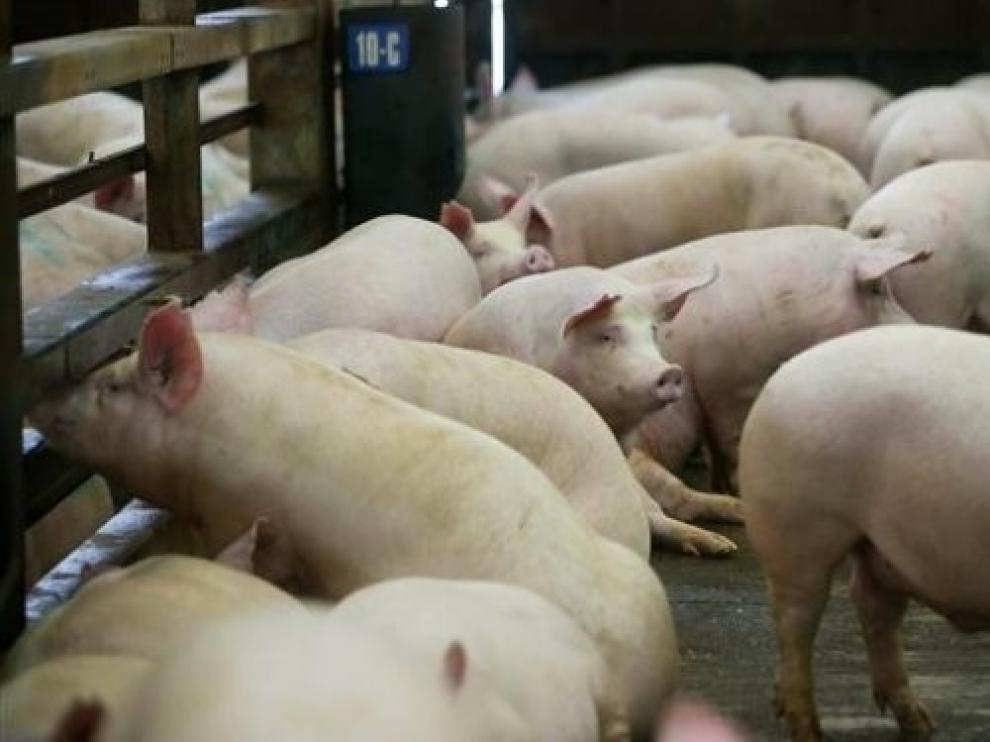 Los colectivos agrarios destacan la pujanza del sector