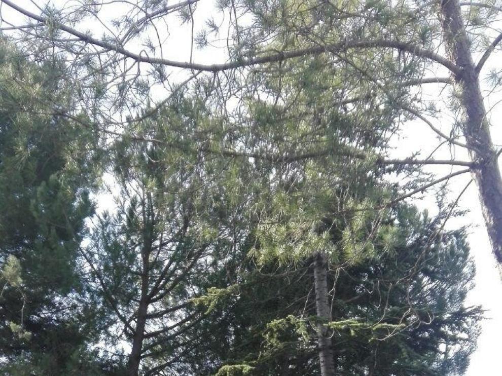 Barbastro y El Grado ponen su grano de arena para la preservación del medio ambiente