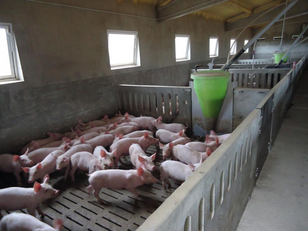 Inagro, especialistas en todas las fases de los proyectos ganaderos