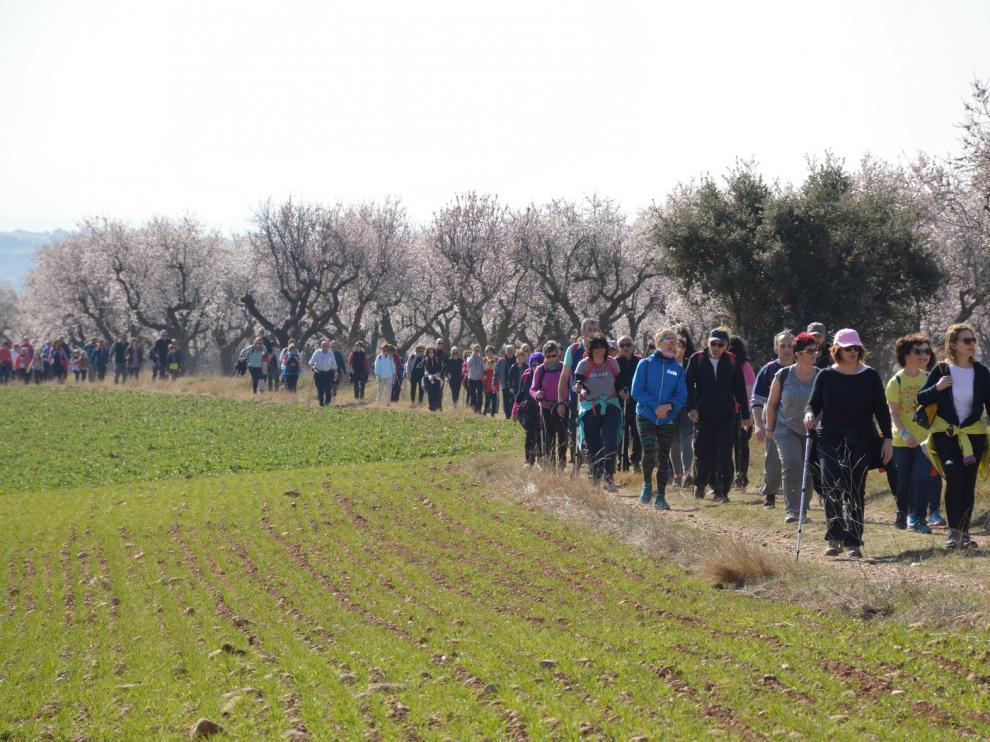 Ayerbe recibe a 1.500 caminantes para la ruta de los almendros en flor