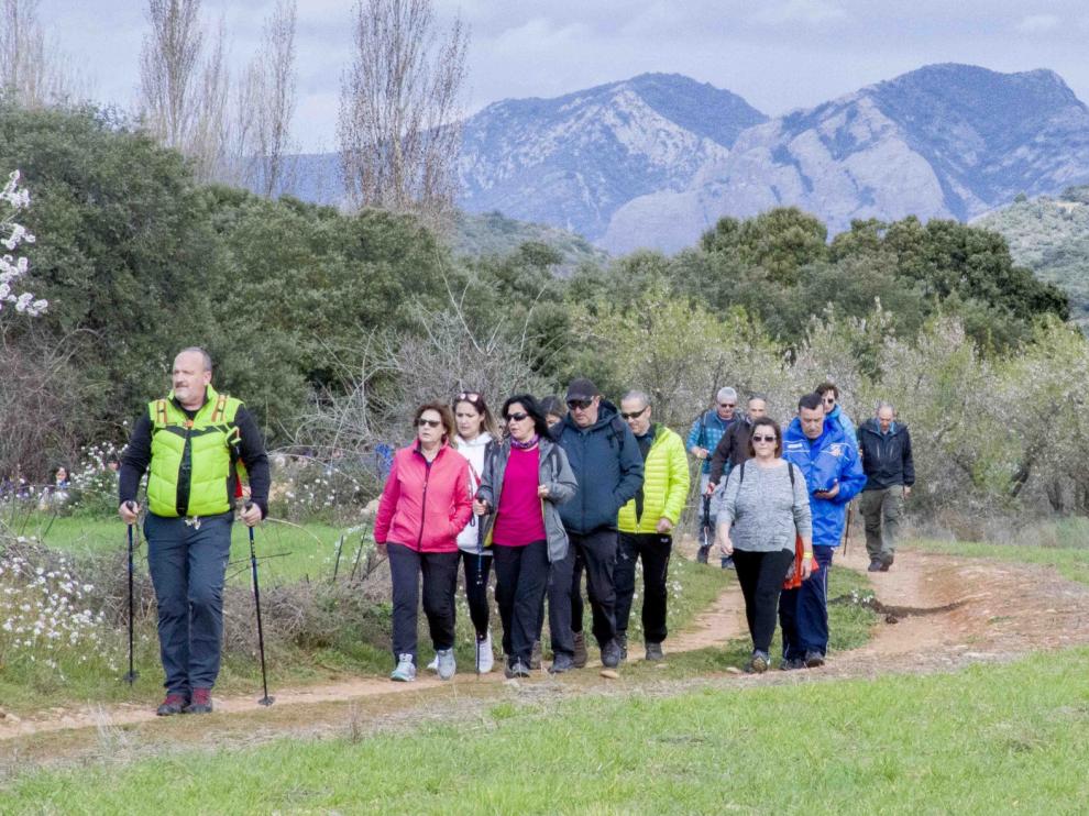 Los senderistas invaden la ruta de los almendros de Ayerbe