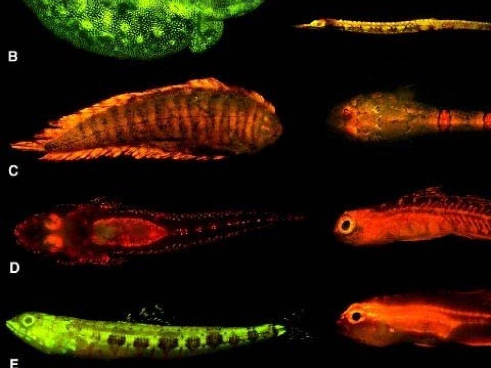 Biofluorescencia extendida entre los anfibios