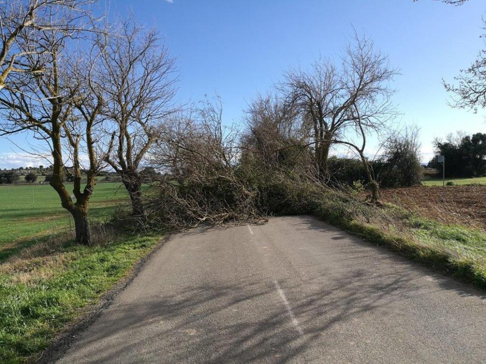 Reabierta la carretera entre Selgua y Castejón del Puente por un árbol cruzado sobre la calzada