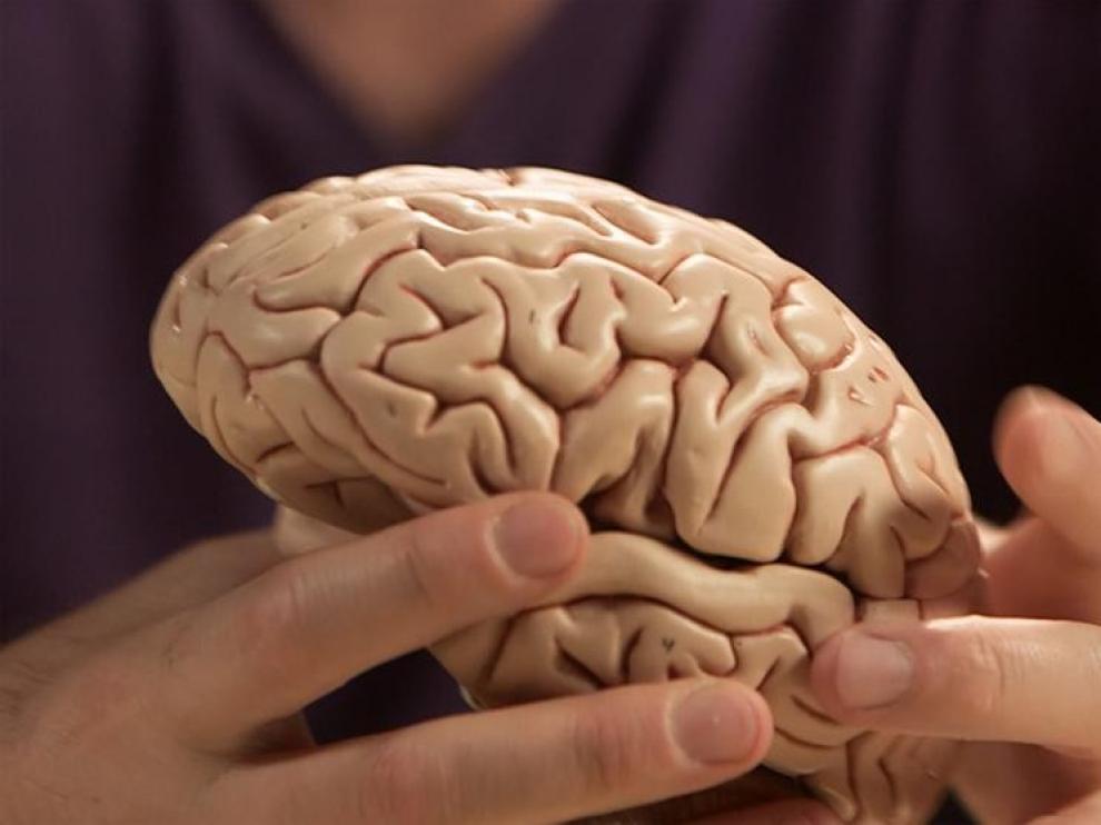 Neurocientíficos descubren cómo formar recuerdos