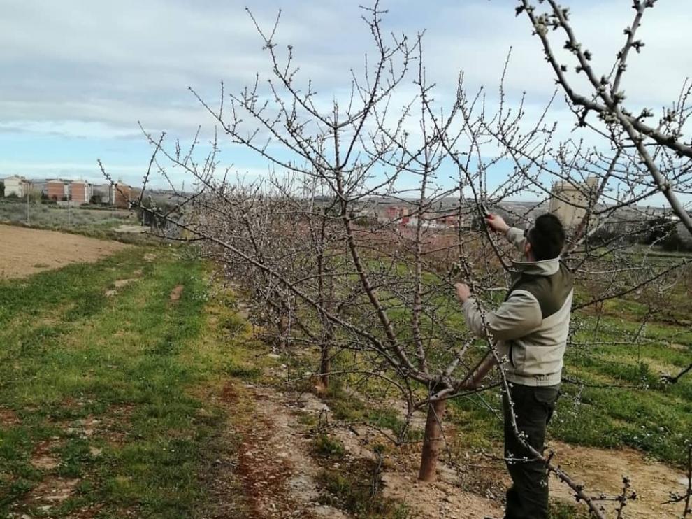 El ayuntamiento de Fraga reactiva su campo experimental