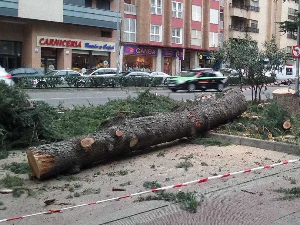 Talan un cedro en el paseo Ramón y Cajal de Huesca