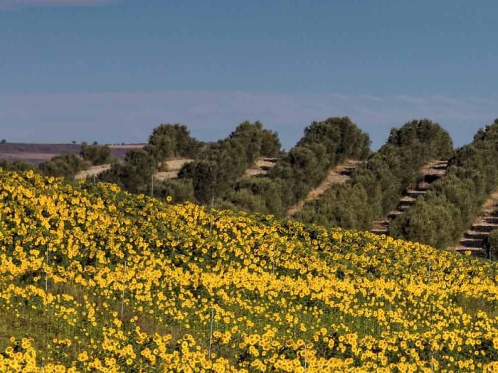 Riegos del Alto Aragón inicia el próximo lunes la campaña sin restricciones de agua