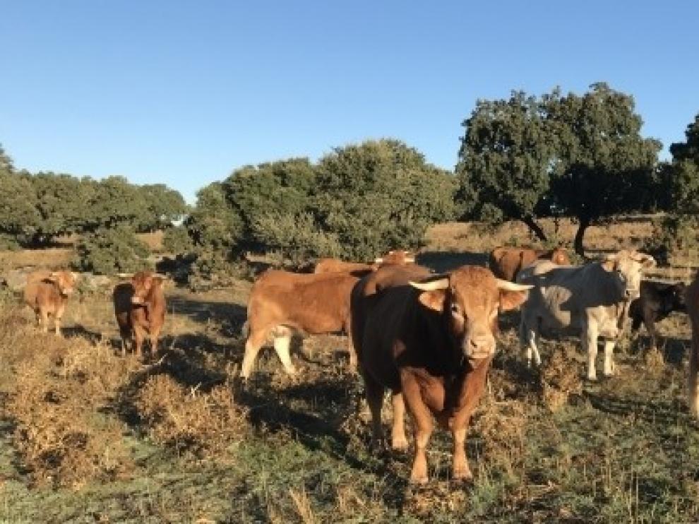 El Cita colabora con Castilla y León en un estudio sobre la alimentación de las vacas