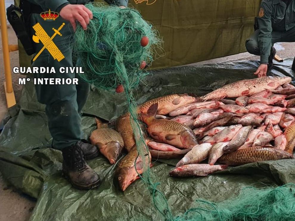 La Guardia Civil investiga a cinco personas por un delito contra la flora y la fauna