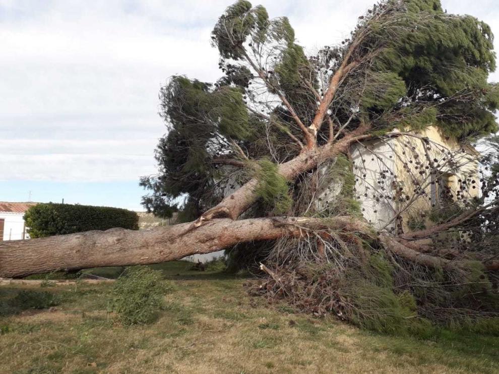 Árbol caído por el fuerte viento