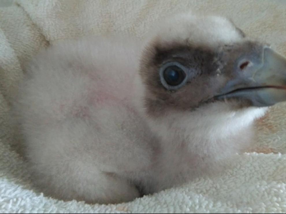 Hito en la incubación asistida de huevos de quebrantahuesos