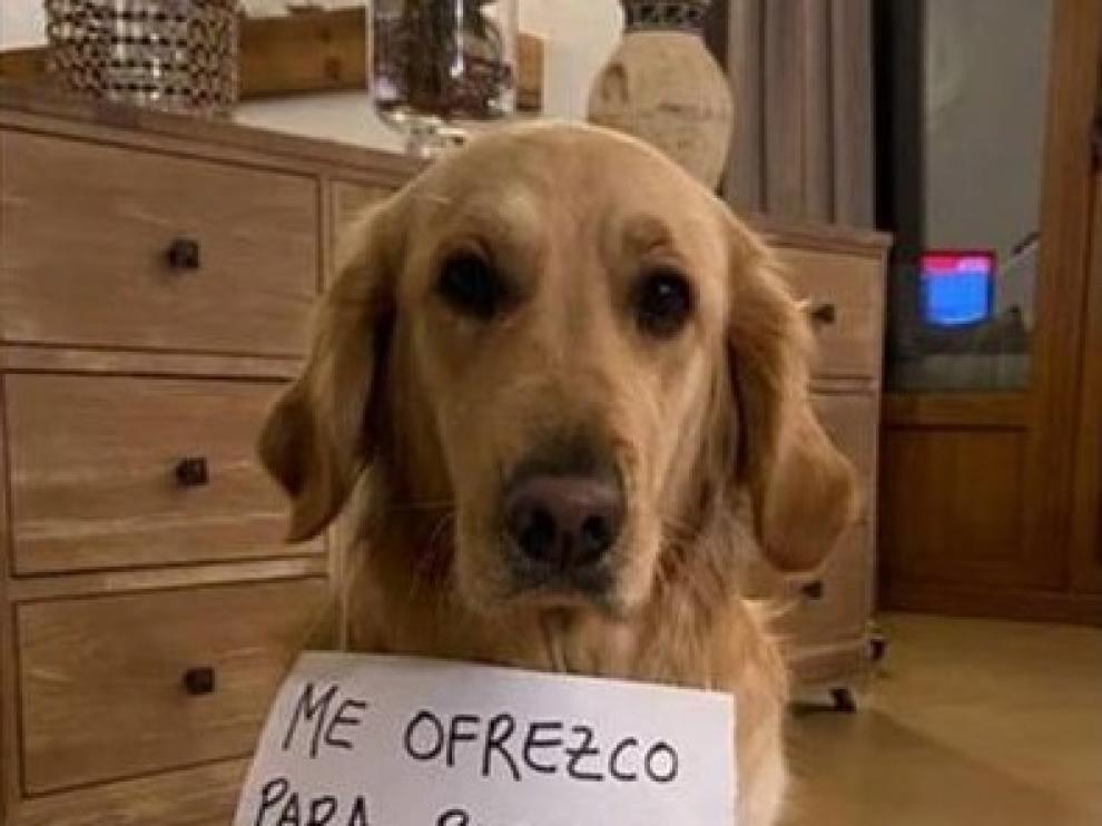 Denunciado un hombre por alquilar a sus perros para pasear durante el confinamiento por el coronavirus