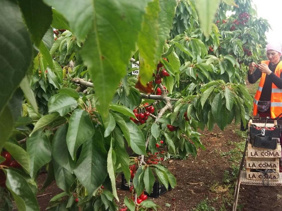 Belver crea una bolsa de trabajo para ayudar a sus fruticultores