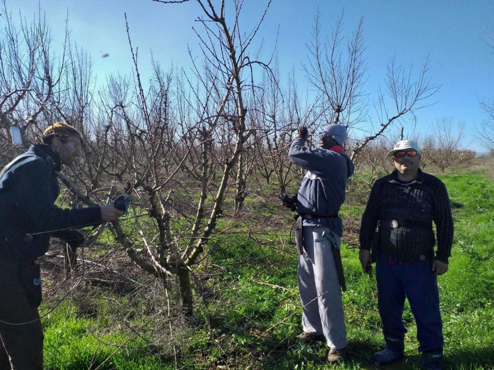 Agricultura plantea contratar a desempleados para la fruta
