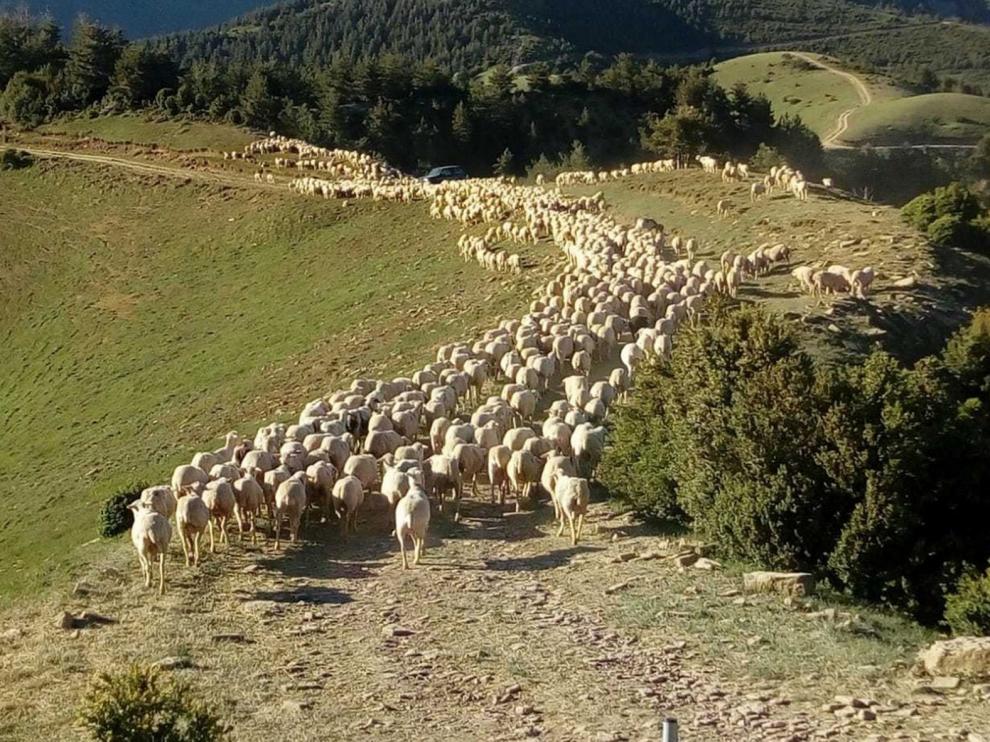 Preocupación por la caída de precios en el ganado ovino a consecuencia de la epidemia de coronavirus