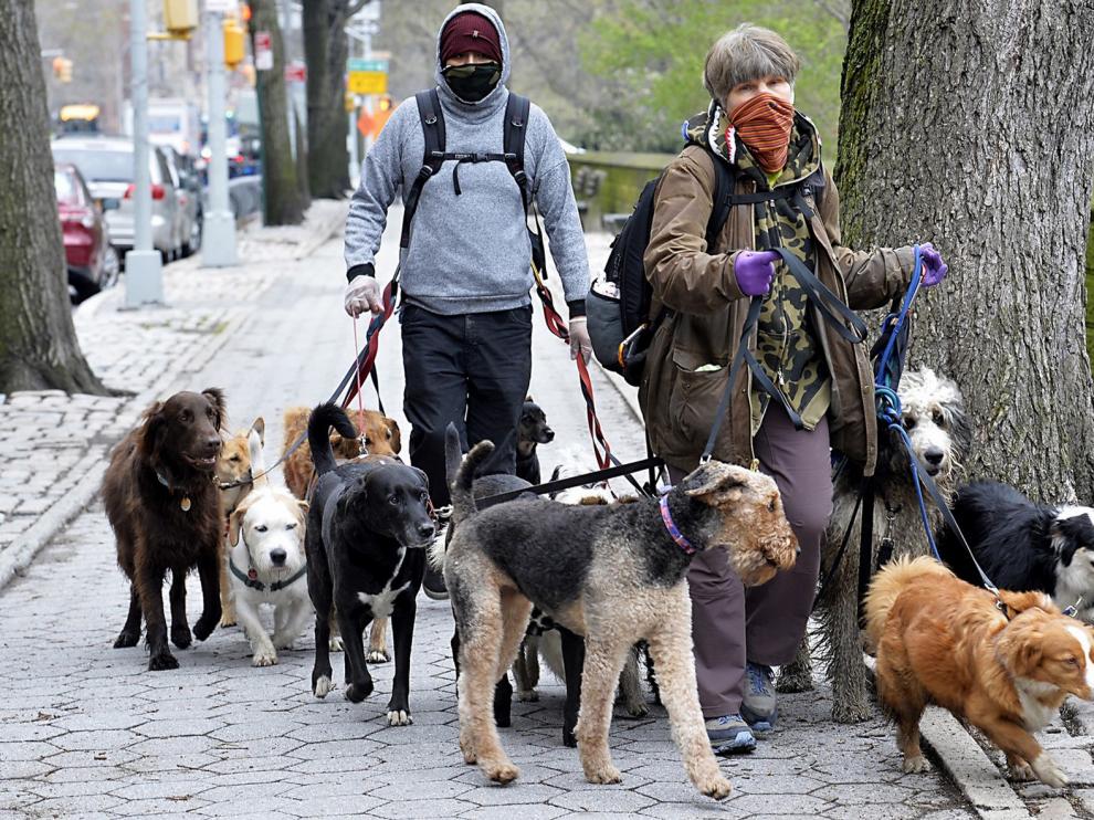 La Empresa líder de diagnóstico veterinario no observa casos de COVID-19 en mascotas hasta la fecha