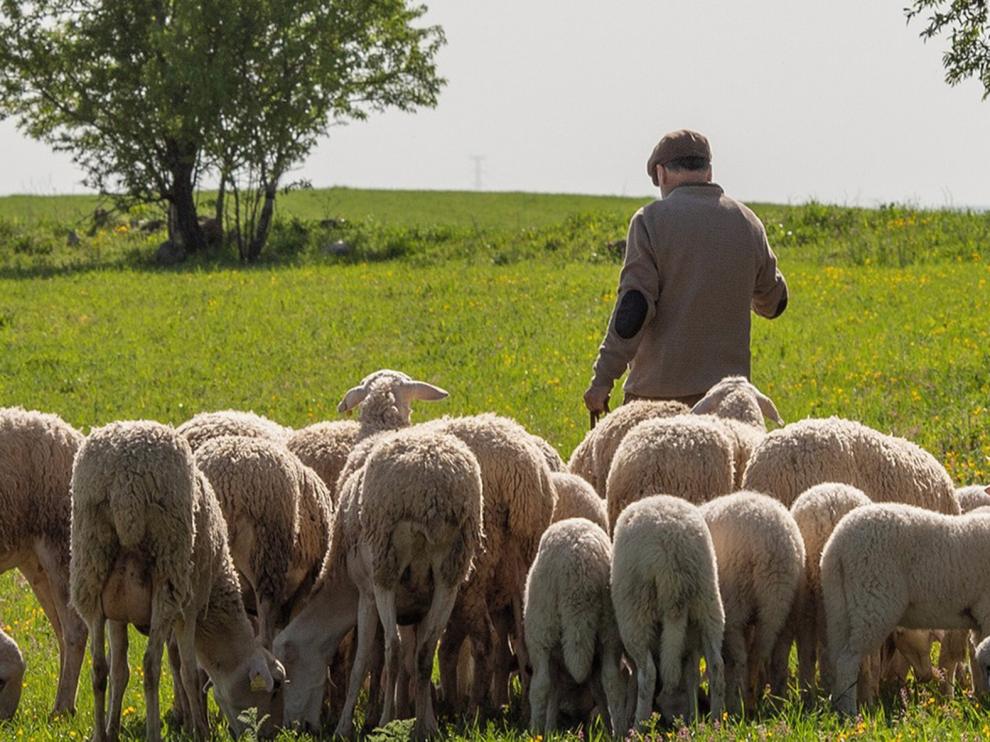 Propuestas para aliviar el impacto del coronavirus en ovino-caprino