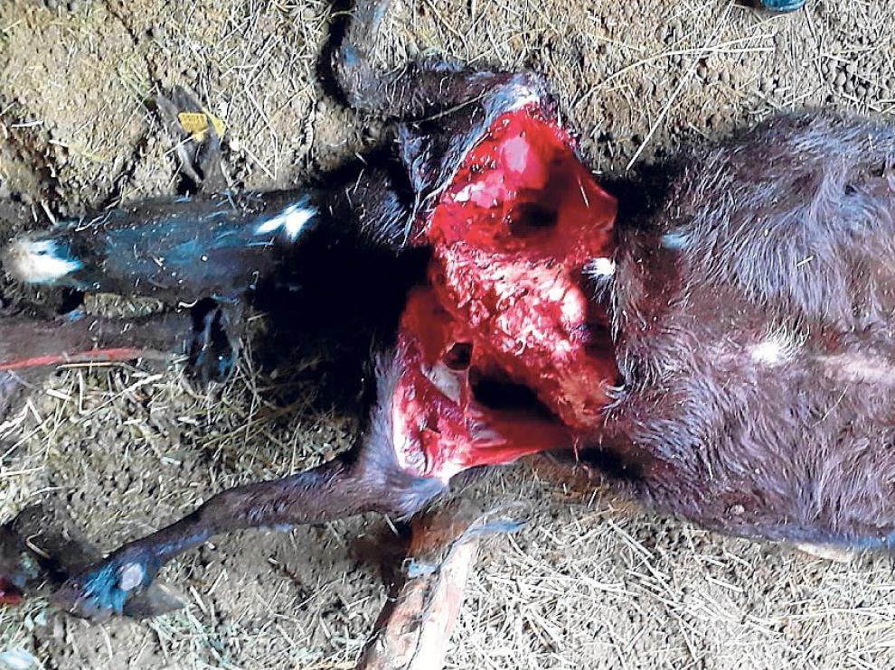El valle de Chistau sufre dos ataques de oso en una semana