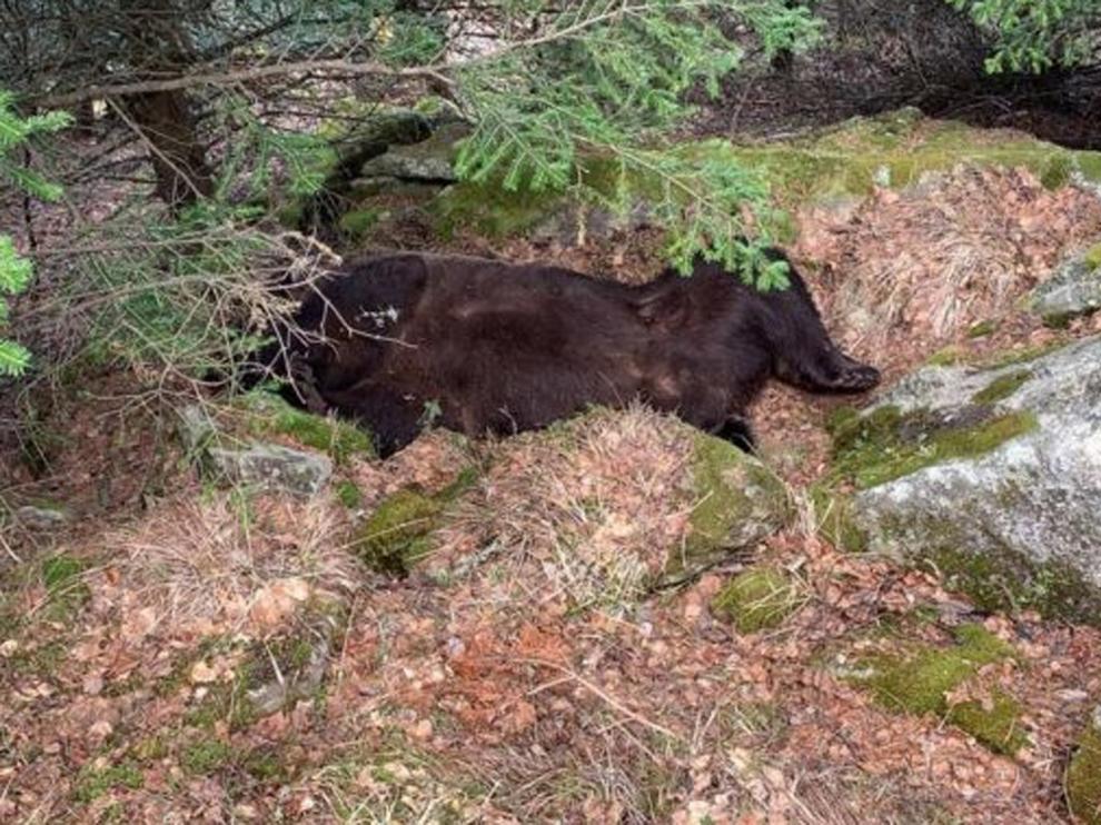 Hallan muerto al oso Cachou en el valle de Arán